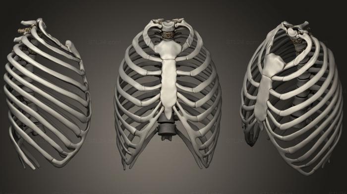 Анатомия скелеты и черепа (Грудная клетка, ANTM_1119) 3D модель для ЧПУ станка